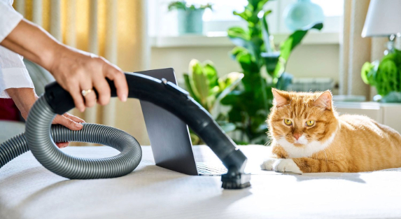 Professional pet odor removal service in Oceanside removing dog and cat odors from residential carpets